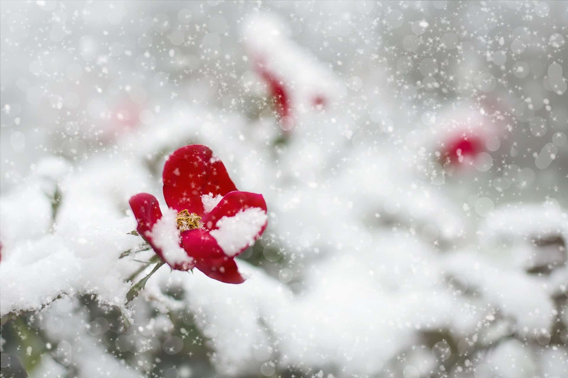 Rose im Schnee
